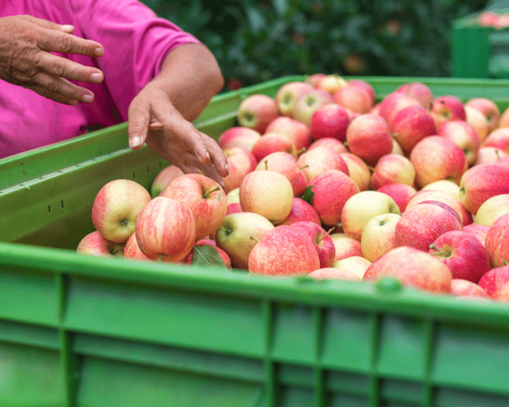 manzana